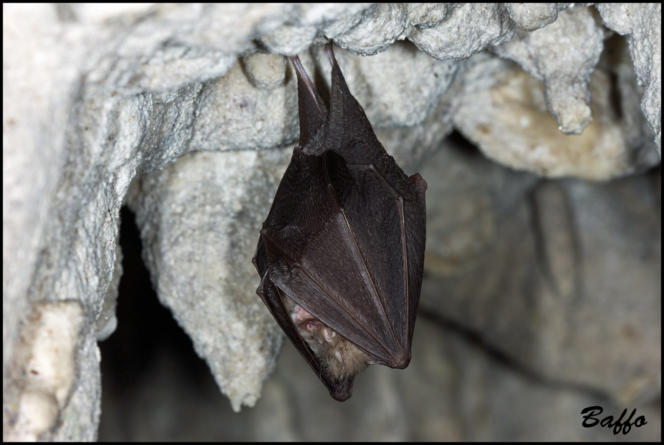 Rhinolophus ferrumequinum - Carso triestino